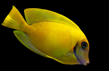 Lemon Tang aka Chocolate tang (Acanthurus sp.) 