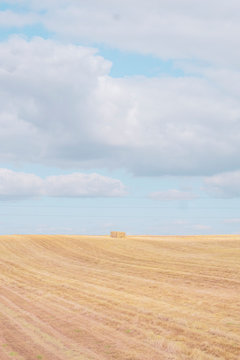 Yellow hay field in Portugal