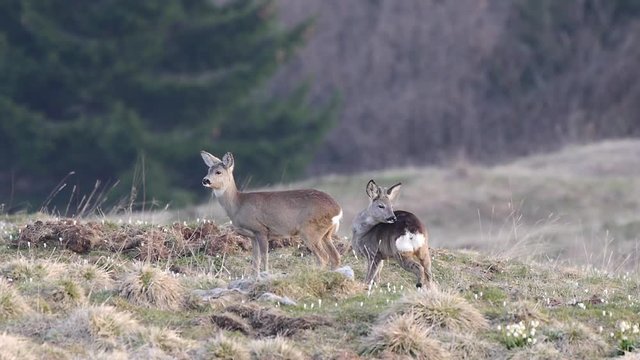 young of Roe Deer (Capreolus capreolus) in the forest