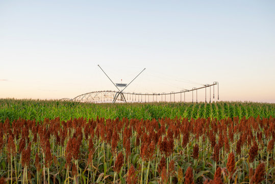 Sorgo no Piv&ocirc; 