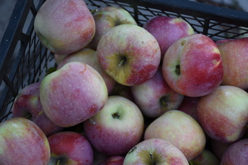 apples in the market