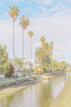Palm Trees in Venice