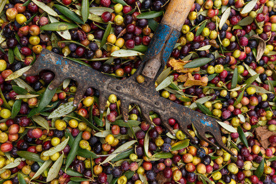 Fork over olives harvested during harvesting season to make olive oil, ready to be carried to mill, Priorat, Tarragona, Catalonia, Spain