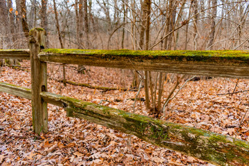 Moss Covered Fence in the Forest during Winter at Suburban Willow Springs