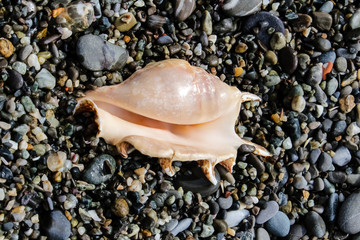 two prickly sea shells, interesting shapes on the seashore