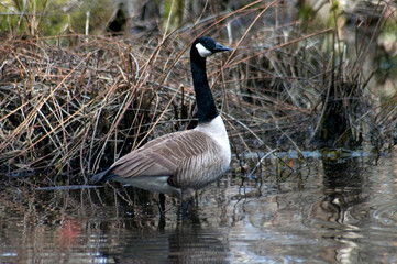 Canadian Goose at Stumpy Lake