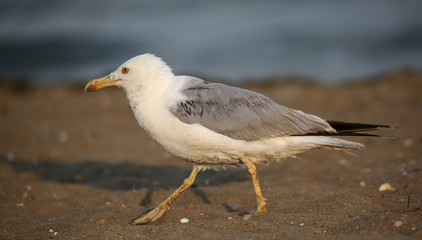 Fototapeta premium seagull walks with long paws on the sandy beach