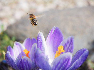 Bee collects pollen on the first spring flower.