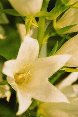 white flower in the garden summer day closeup flora closeup