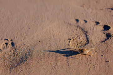 Sandy beach in Ngapali Myanmar