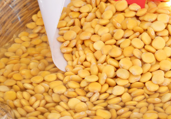 yellow Lupinus albus beans also called white lupin  for sale