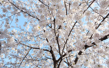 white sakura cherry blossoms branch on soft blue sky background,sun shine to sakura tree turn white color full bloom in spring season, good spring background in Japan.