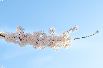 White sakura, cherry blossoms sakura against soft blue sky background in sunny day, sun shine to sakura branch in sunny day, clear sky in morning time, spring season in Japan.