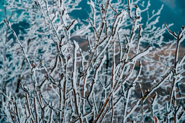 branches of a frozen tree, perfect for Christmas background