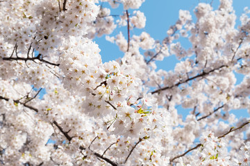 White sakura cherry blossoms branch in spring season in Japan, sun shine to sakura branches in soft white color, soft focus in front and blur background,sakura branch against blue sky background.
