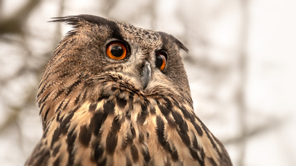 owl with great orange eyes