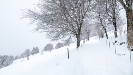 Obraz premium snowy winter scenery