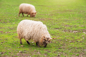 Obraz premium sheep eating grass
