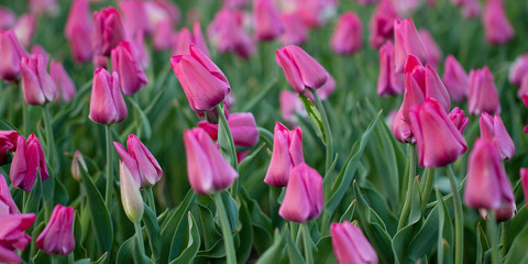 beautiful bright pink tulips in spring park