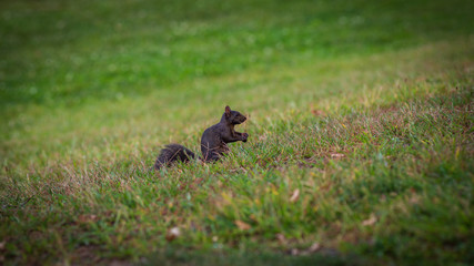 Squirrel 