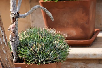 Cyprus cactus plant