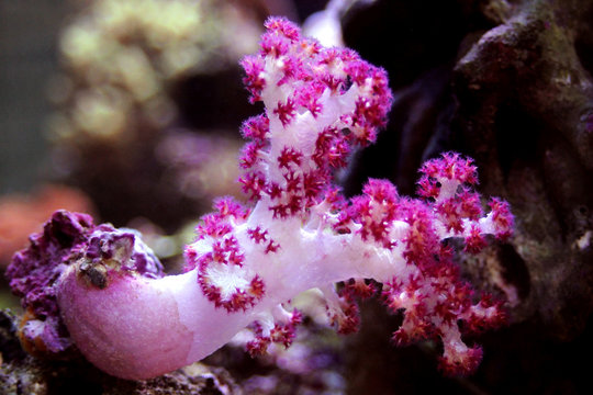 Carnation Tree Coral (Dendronephthya sp.) 