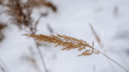 bushes in the woods winter