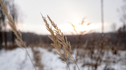 Fototapeta premium bushes in the woods winter
