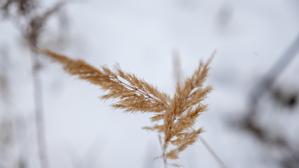 bushes in the woods winter