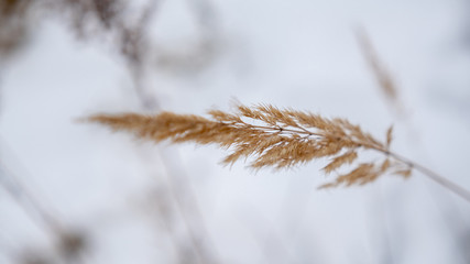 bushes in the woods winter