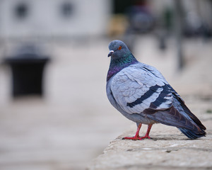 Mediterranean pigeon (rock dove) on a concrete wall, with blurred background