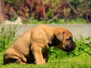 Boerboel puppy. South African bulldog.