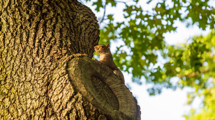 Squirrel 