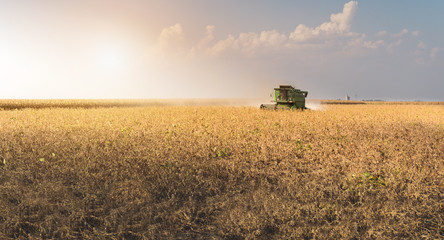 Harvesting of soy bean field with combine