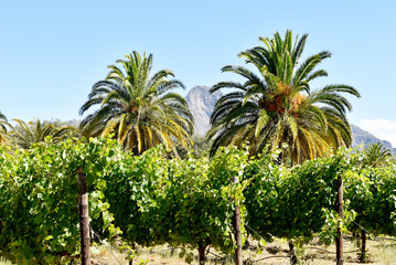 Fototapeta premium Cape Winelands - Vinyards, Mountains, Palms - Allee Bleue