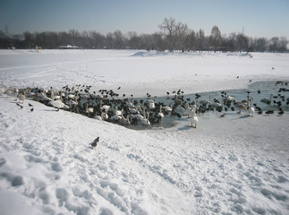 Many swans and pigeons found water on the frozen lake.