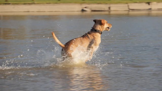 Cute dog playing running from shore into the water. A wet dog.