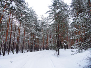 Road in winter forest. Christmas trees and pines covered with snow.