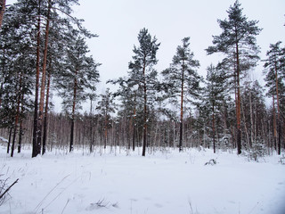 Road in winter forest. Christmas trees and pines covered with snow.