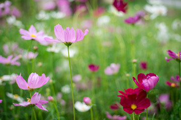 pink cosmos flower in garden