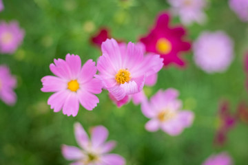 Fototapeta premium pink cosmos flower in garden