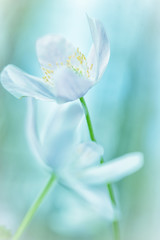 Wood anemone embrace, white wild flowers in soft focus and shallow depth. Concept for romance purity and hope