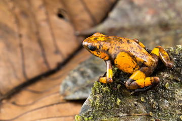 Dart frog Oophaga histrionica from the tropical rain forest of Colombia. A poisonous small jungle animal.