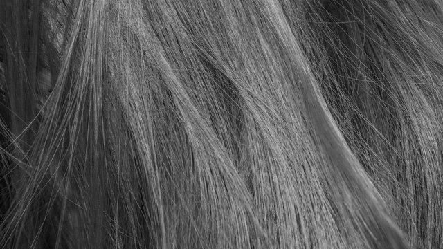 Black And White Hair Texture Background 