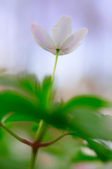 Fototapeta premium reaching for the sky, wild wood anemone full of expectations. White wild flower depicting hope and wondering