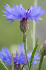 Purple meadow wild flower in soft focus shallow depth, Centaurea jacea or brown knapweed