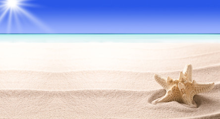 Fototapeta na wymiar A tropical starfish laying in the beach sand. Sandy texture with sea star fish and copy space. Concept for summer vacation or exotic holiday. Panorama background