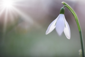 snow drops early spring white wild flower, Galanthus nivalis. Snowdrop with lens flare