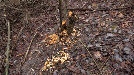 Gnawed tree beavers