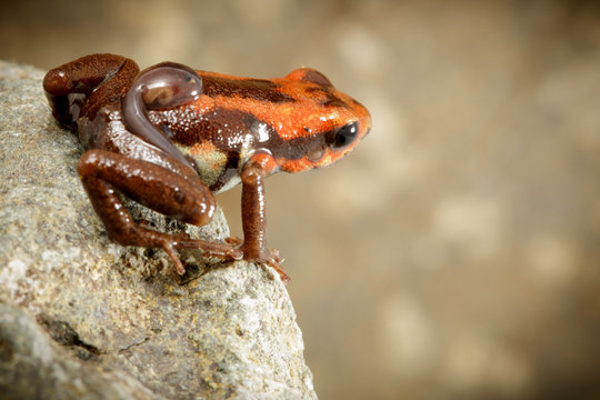 poison dart frog with tadpole on back, Andonobates bombetes